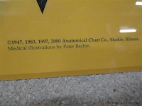 Skelet bord - afbeelding 3 van  3