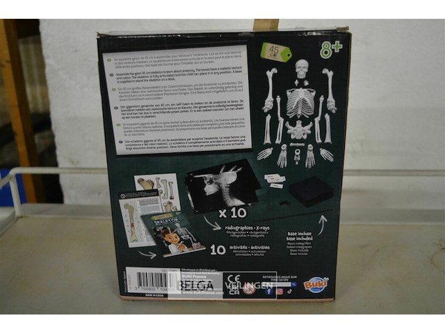 Skelet buki - afbeelding 1 van  3