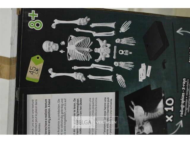 Skelet buki - afbeelding 2 van  3