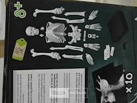 Skelet buki - afbeelding 2 van  3