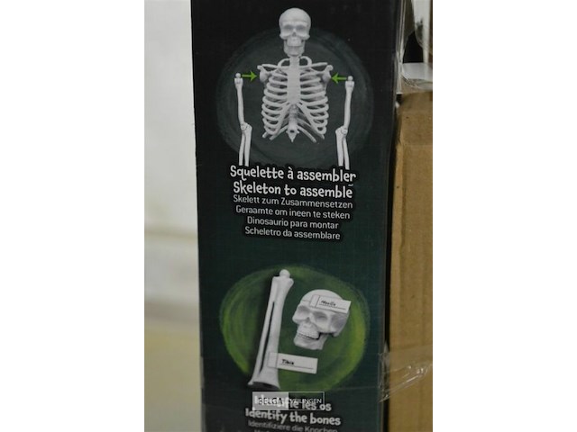 Skelet buki - afbeelding 3 van  3