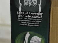 Skelet buki - afbeelding 3 van  3