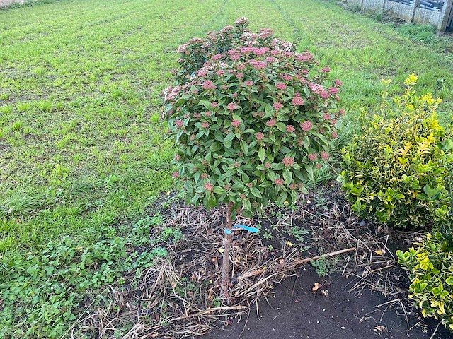Sneeuwbal bolvorm - viburnum (met kluit) sierboom (2x) - afbeelding 1 van  1