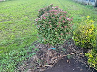 Sneeuwbal bolvorm - viburnum (met kluit) sierboom (2x) - afbeelding 1 van  1