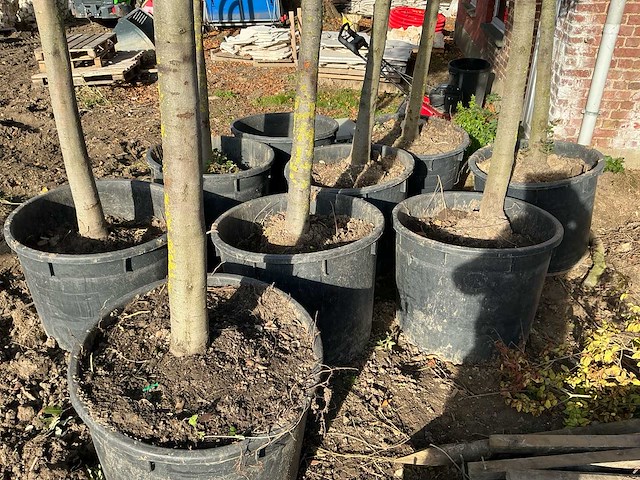 Steeneik groenblijvende boom (winterhard) (2x) - afbeelding 3 van  5