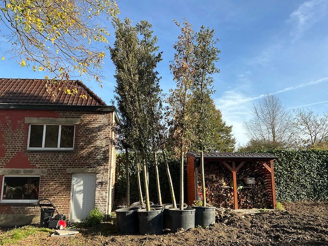 Steeneik groenblijvende boom (winterhard) (2x) - afbeelding 1 van  5