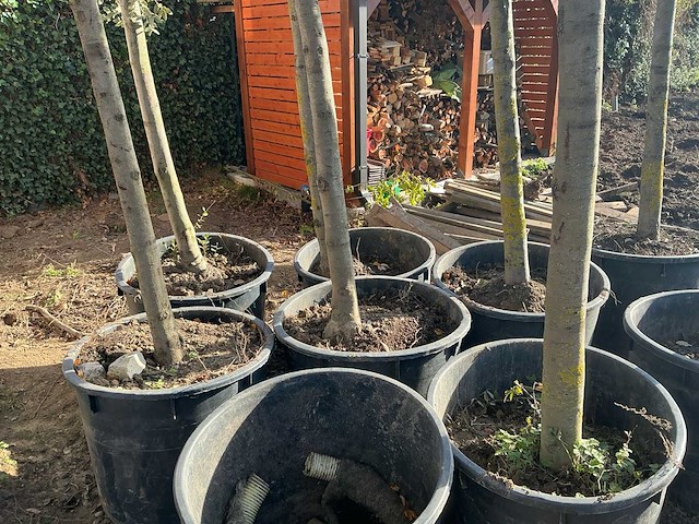 Steeneik groenblijvende boom (winterhard) (3x) - afbeelding 2 van  5