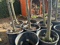 Steeneik groenblijvende boom (winterhard) (3x) - afbeelding 2 van  5