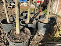 Steeneik groenblijvende boom (winterhard) (3x) - afbeelding 3 van  5