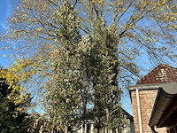 Steeneik groenblijvende boom (winterhard) (3x) - afbeelding 4 van  5