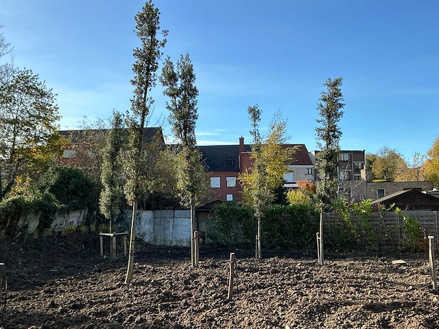 Steeneik groenblijvende boom (winterhard) (3x) - afbeelding 5 van  5