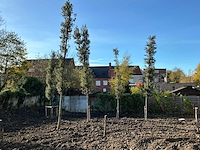 Steeneik groenblijvende boom (winterhard) (3x) - afbeelding 5 van  5