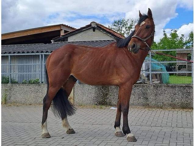 Storm, lucky won v/h bevrydthof (grand slam vdl) x ona, bwp ruin 7 jaar. - afbeelding 1 van  7
