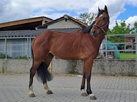 Storm, lucky won v/h bevrydthof (grand slam vdl) x ona, bwp ruin 7 jaar.