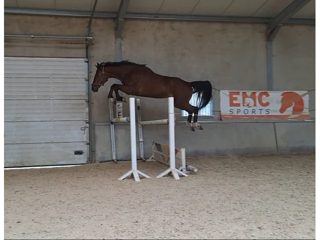 Storm, lucky won v/h bevrydthof (grand slam vdl) x ona, bwp ruin 7 jaar. - afbeelding 3 van  7