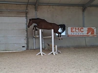 Storm, lucky won v/h bevrydthof (grand slam vdl) x ona, bwp ruin 7 jaar. - afbeelding 3 van  7
