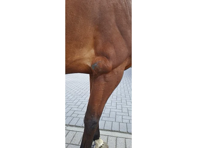 Storm, lucky won v/h bevrydthof (grand slam vdl) x ona, bwp ruin 7 jaar. - afbeelding 4 van  7