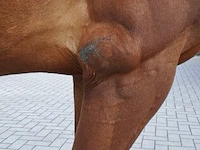 Storm, lucky won v/h bevrydthof (grand slam vdl) x ona, bwp ruin 7 jaar. - afbeelding 4 van  7