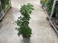 Struiken - azalea mollis (x20) - afbeelding 3 van  3