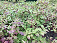 Struiken - cronus - rood (x30) - afbeelding 3 van  3