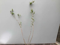 Struiken - deutzia gracillis (x60) - afbeelding 1 van  4
