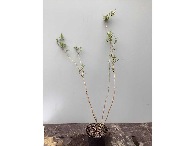 Struiken - deutzia gracillis (x60) - afbeelding 2 van  4