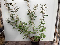Struiken - eleagnus (x20) - afbeelding 1 van  2