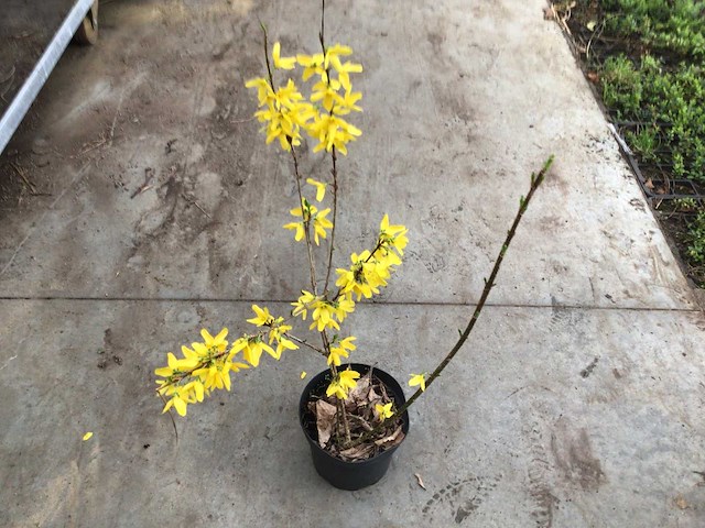 Struiken - forsythia (x50) - afbeelding 2 van  2