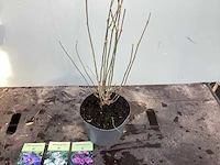 Struiken - hibiscus (x8) , exochorda(6),aronia(8) - afbeelding 2 van  8