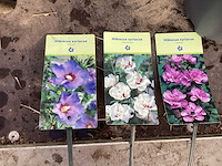 Struiken - hibiscus (x8) , exochorda(6),aronia(8) - afbeelding 1 van  8