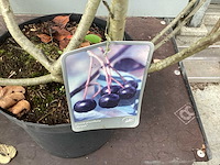 Struiken - hibiscus (x8) , exochorda(6),aronia(8) - afbeelding 7 van  8