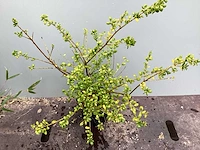 Struiken - ilex (x100) - afbeelding 1 van  2