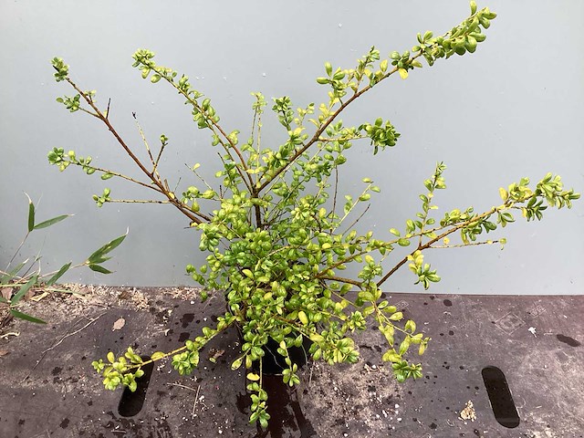 Struiken - ilex (x100) - afbeelding 2 van  2