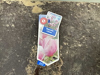 Struiken - magnolia (x5) - afbeelding 1 van  3
