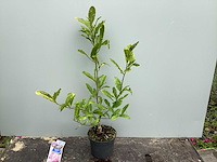 Struiken - magnolia (x5) - afbeelding 2 van  3