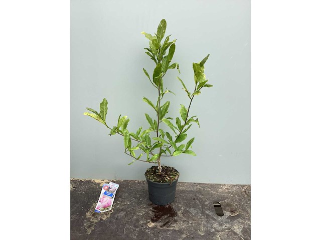 Struiken - magnolia (x5) - afbeelding 3 van  3