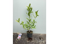 Struiken - magnolia (x5) - afbeelding 3 van  3