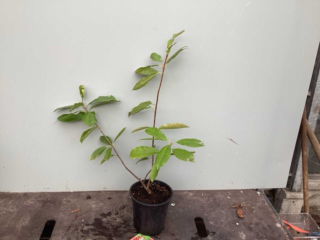 Struiken - photinia (x70) - afbeelding 2 van  5
