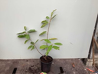 Struiken - photinia (x70) - afbeelding 2 van  5