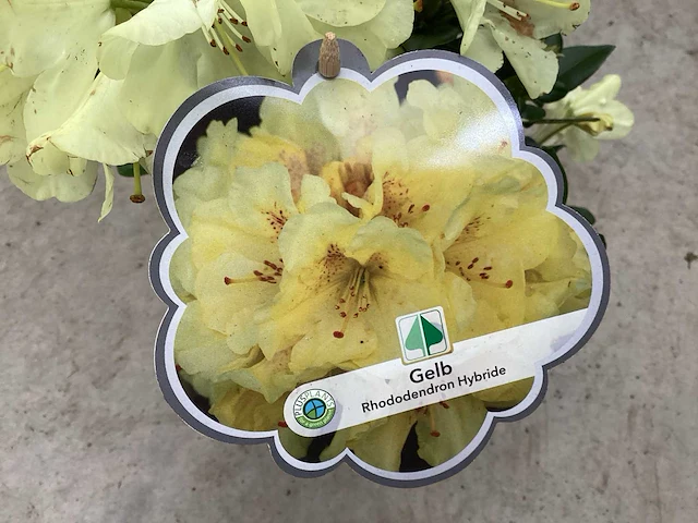Struiken - rododendron (x25) - afbeelding 1 van  2