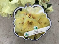 Struiken - rododendron (x25) - afbeelding 1 van  2