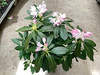 Struiken - rododendron (x25) - afbeelding 1 van  3