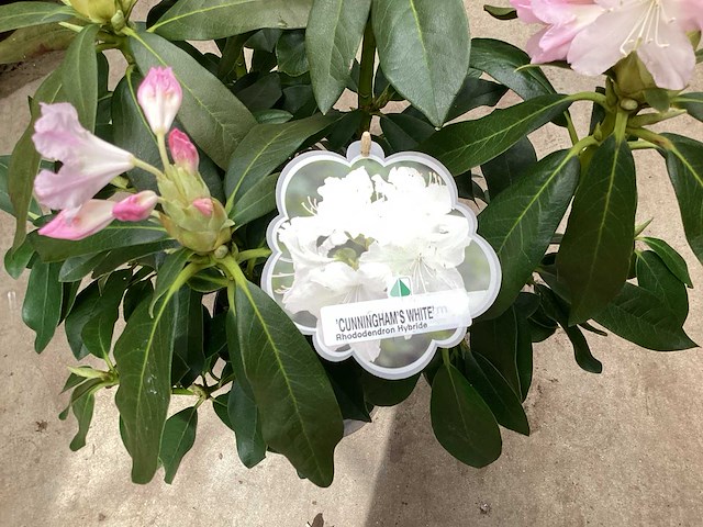 Struiken - rododendron (x25) - afbeelding 2 van  3