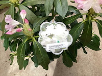 Struiken - rododendron (x25) - afbeelding 2 van  3