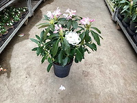 Struiken - rododendron (x25) - afbeelding 3 van  3