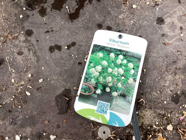 Struiken - viburnum opulus roseum (x50) - afbeelding 1 van  3