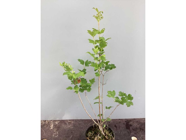 Struiken - viburnum opulus roseum (x50) - afbeelding 3 van  3