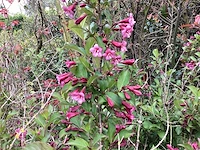 Struiken - weingelia (x12) - afbeelding 1 van  2