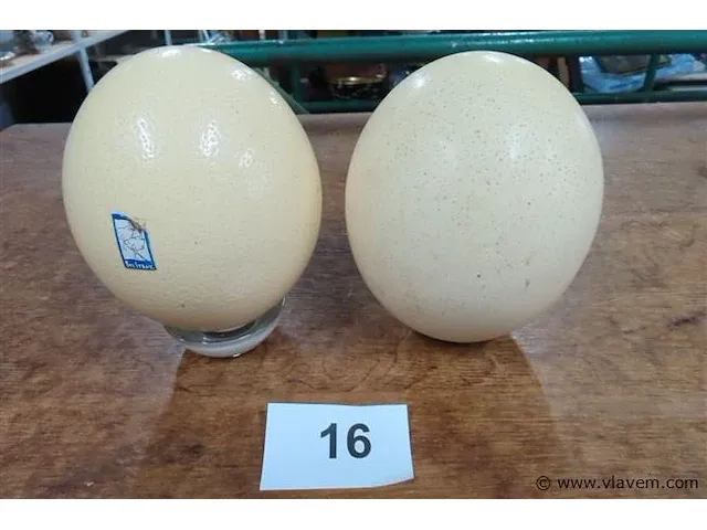 Struisvogel ei 2 stuks - afbeelding 1 van  3