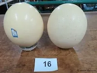 Struisvogel ei 2 stuks - afbeelding 1 van  3